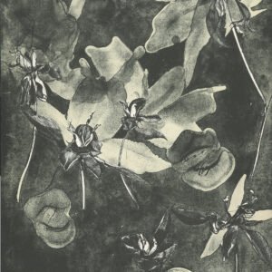 Nocturnal Spawning